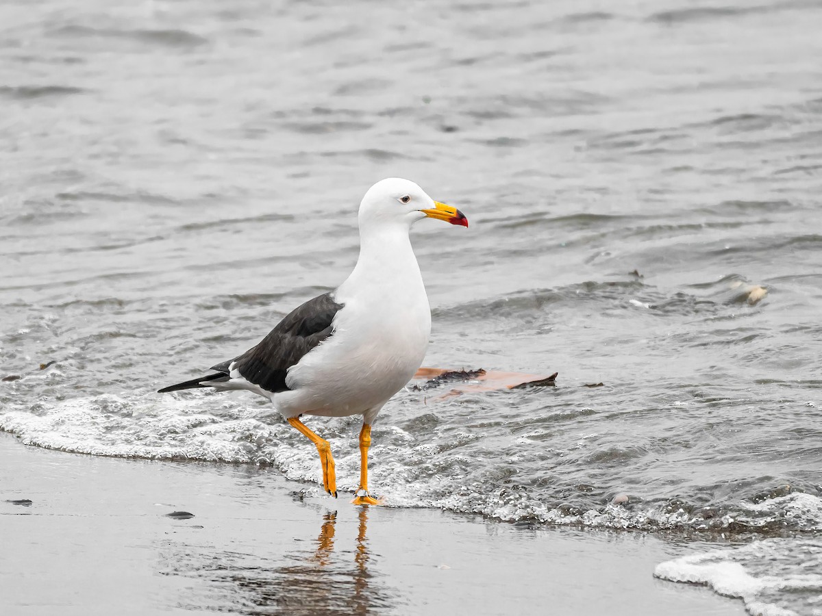 Goéland siméon - ML644216609