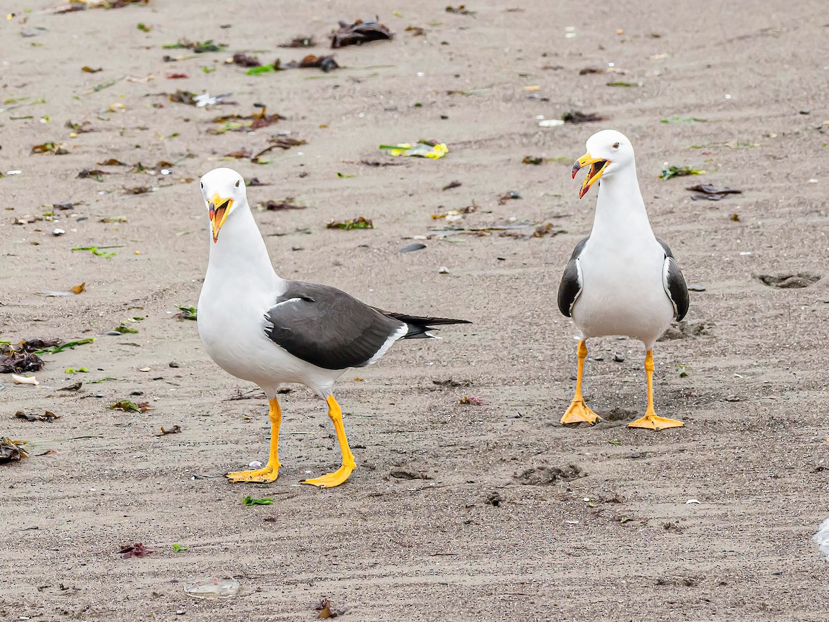 Goéland siméon - ML644216612