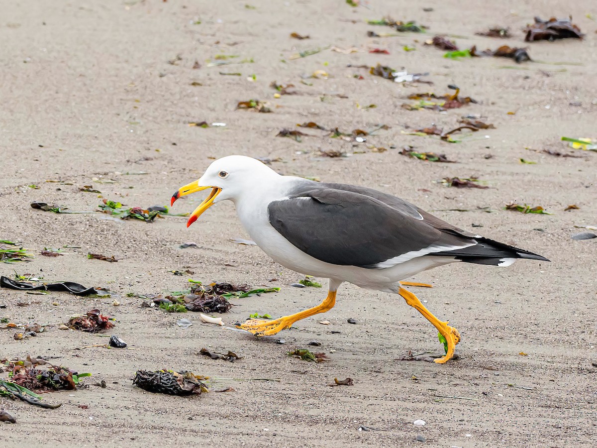 Goéland siméon - ML644216613