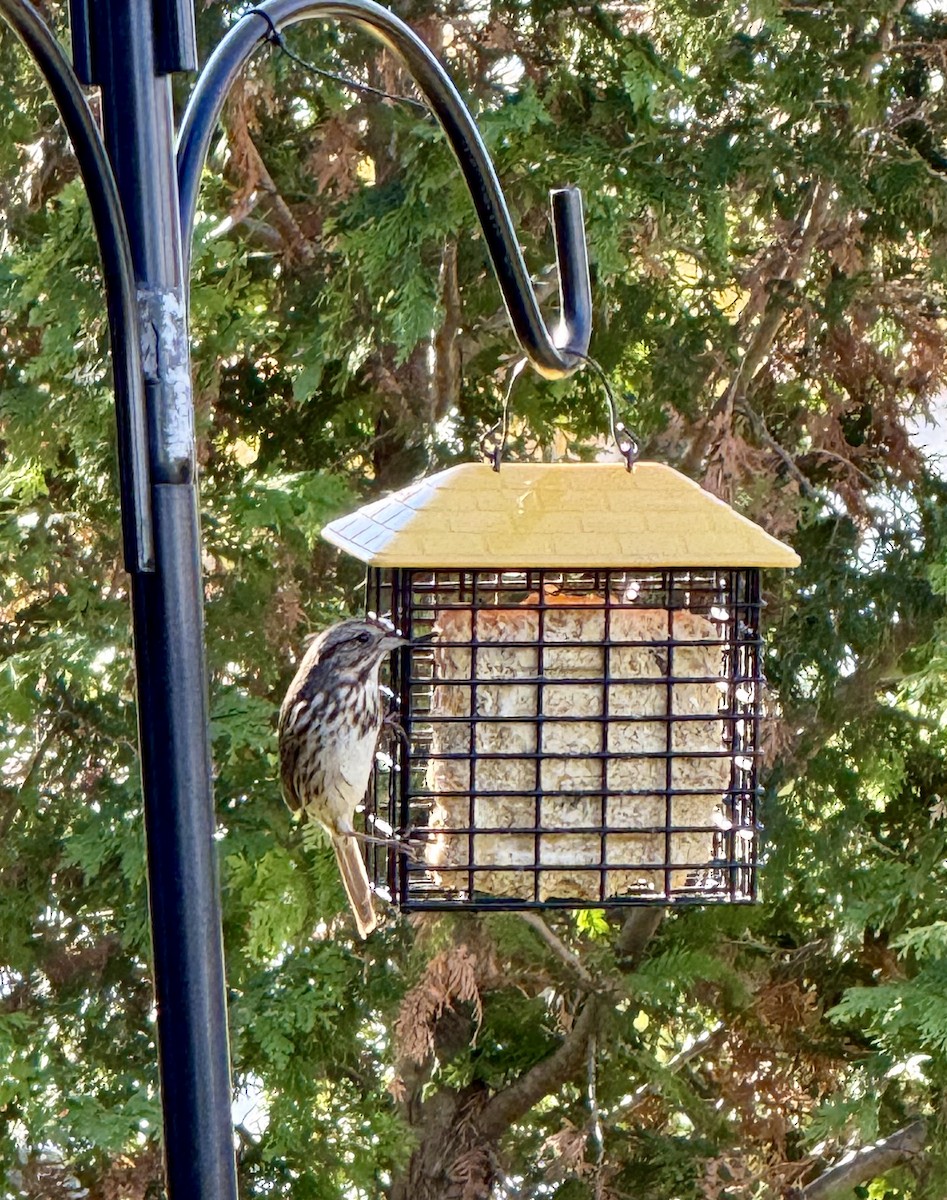 Song Sparrow - ML644216614