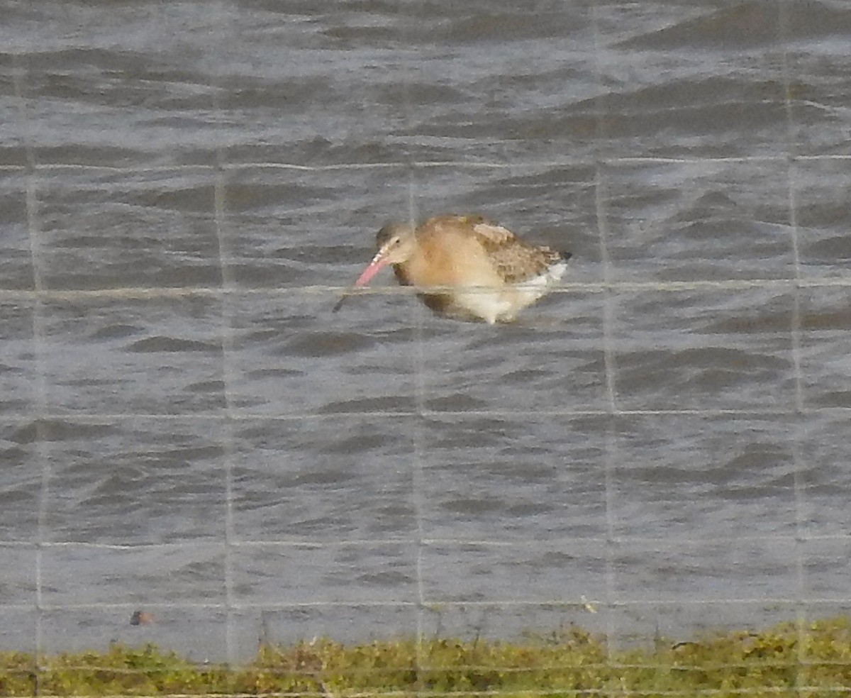 Black-tailed Godwit - ML644216615