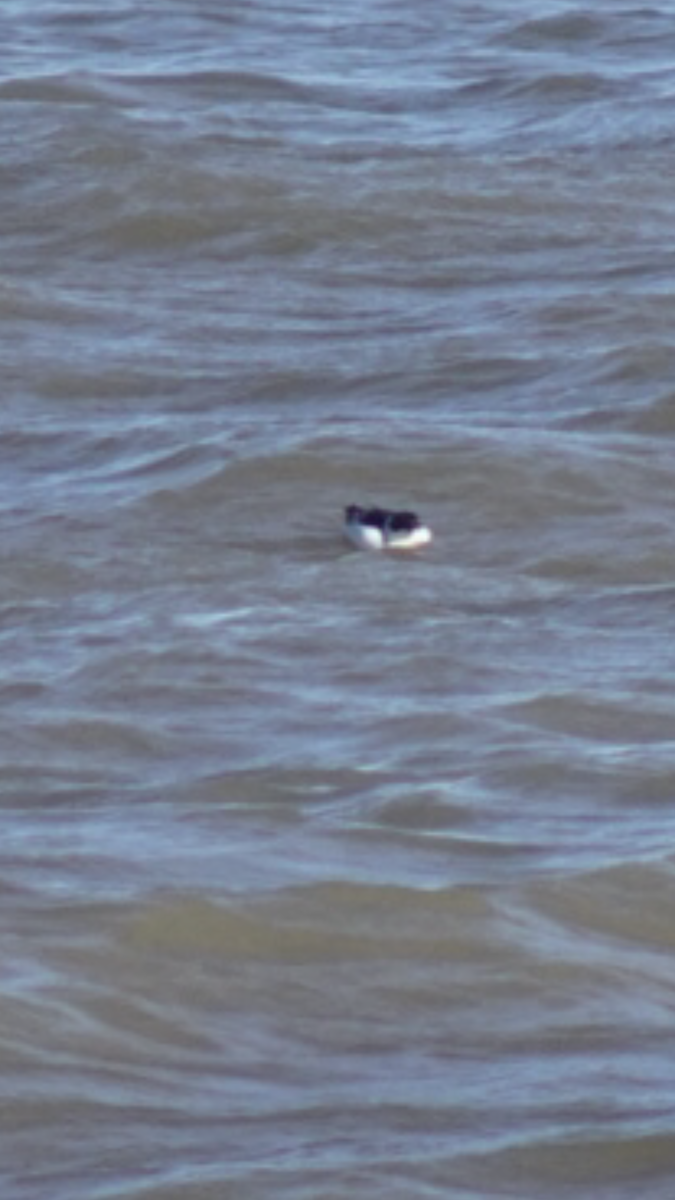 Mergule nain - ML644216618