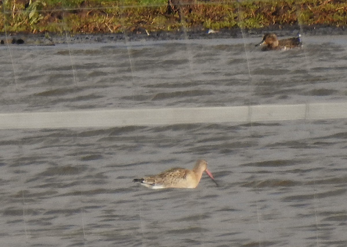 Black-tailed Godwit - ML644216619