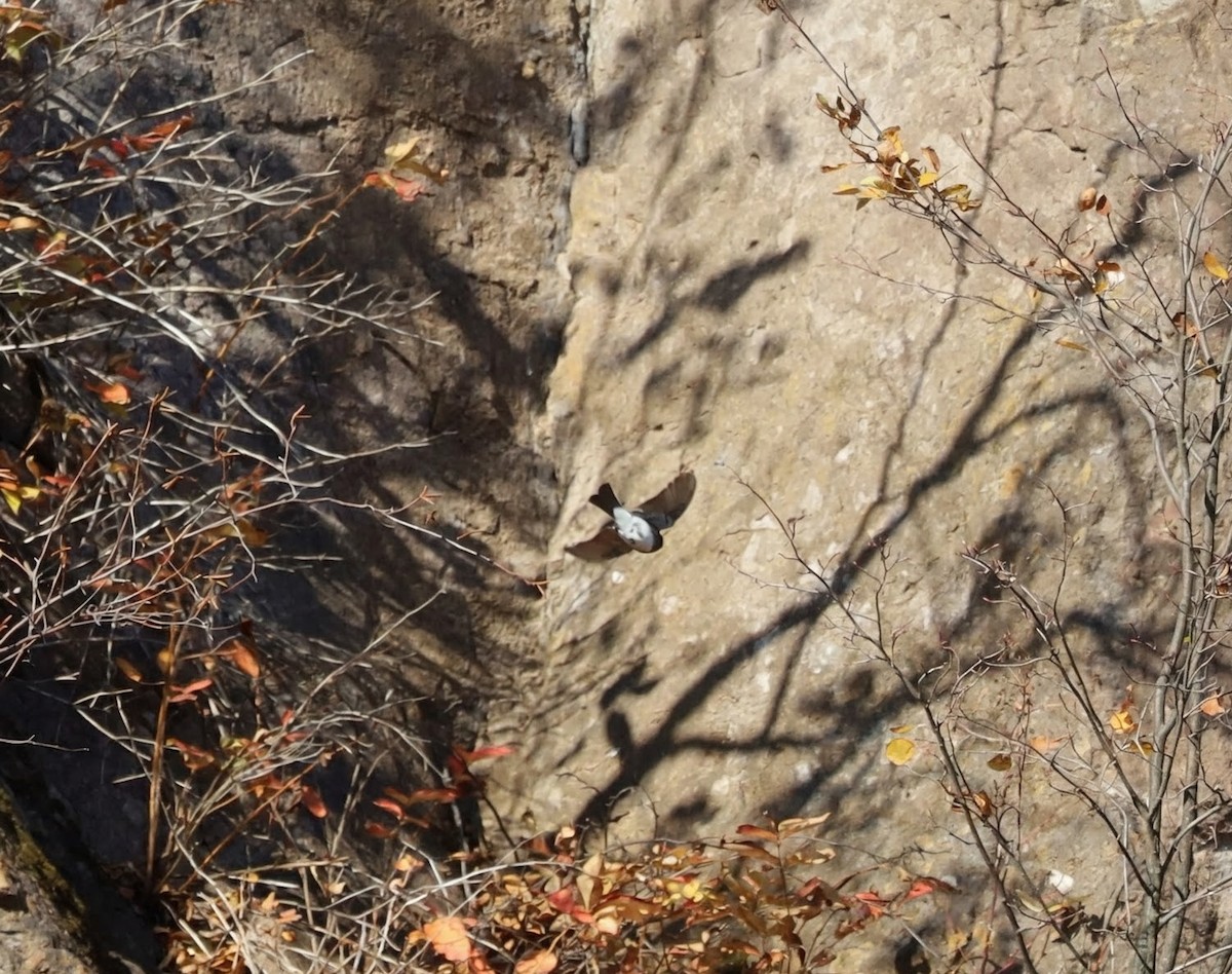 Black Phoebe (Northern) - ML644216626