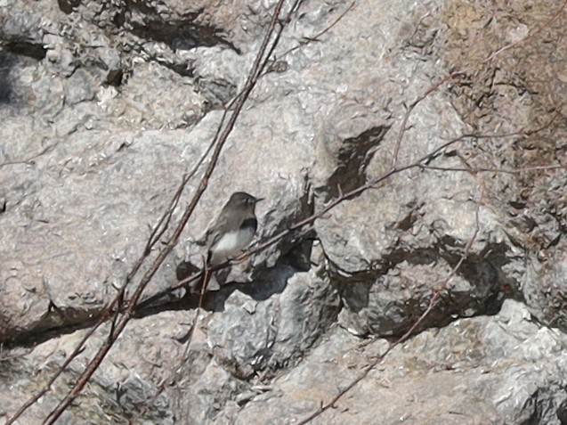 Black Phoebe (Northern) - ML644216627