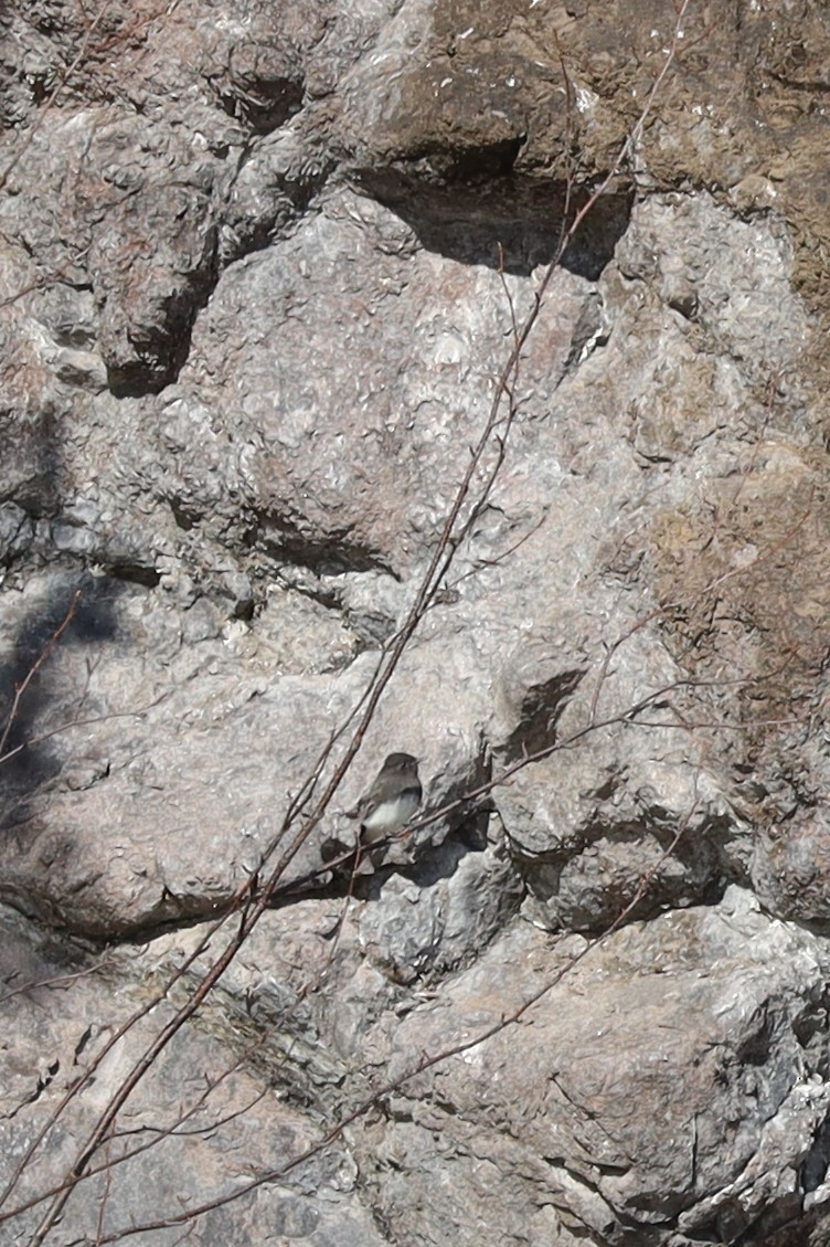 Black Phoebe (Northern) - ML644216628