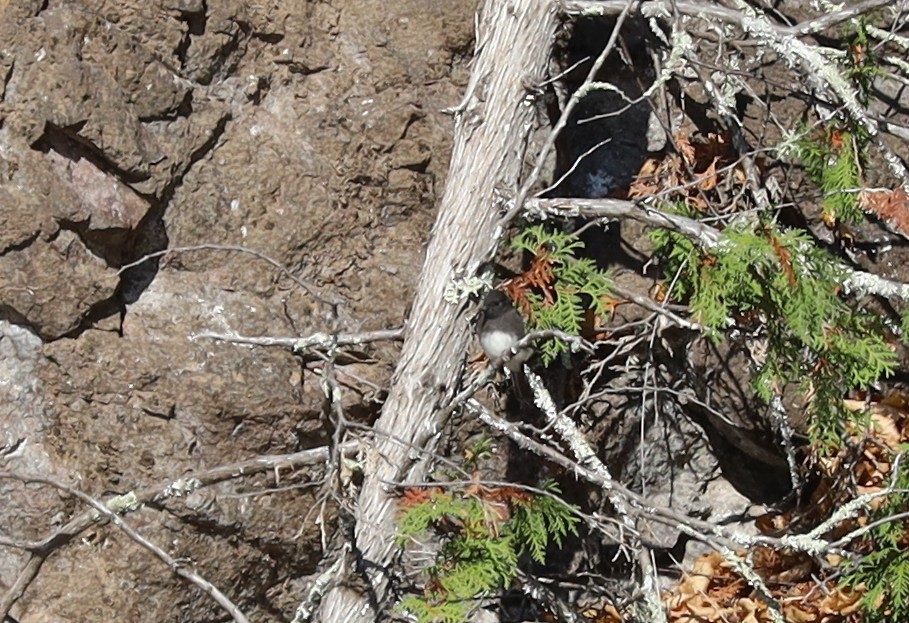 Black Phoebe (Northern) - ML644216629