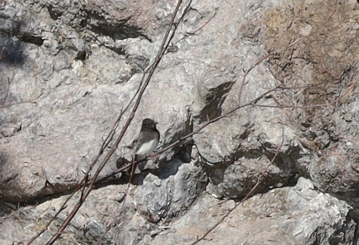 Black Phoebe (Northern) - ML644216630