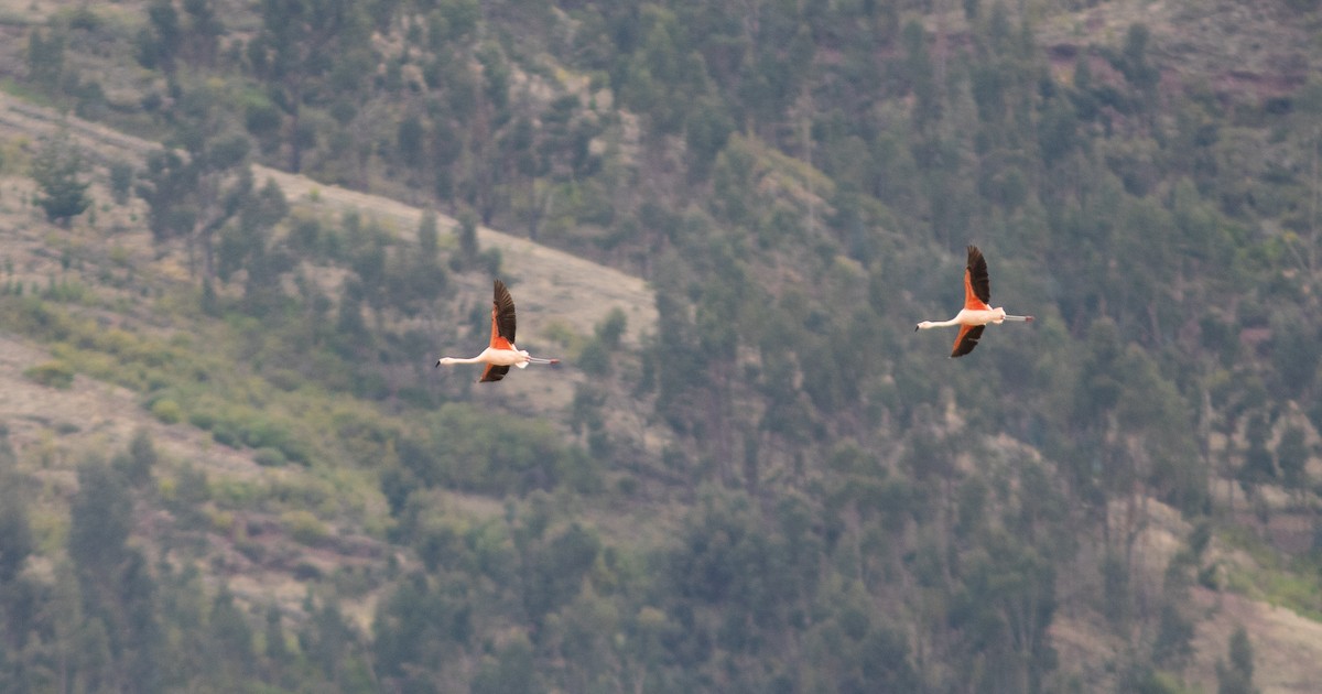 Chilean Flamingo - ML644216643