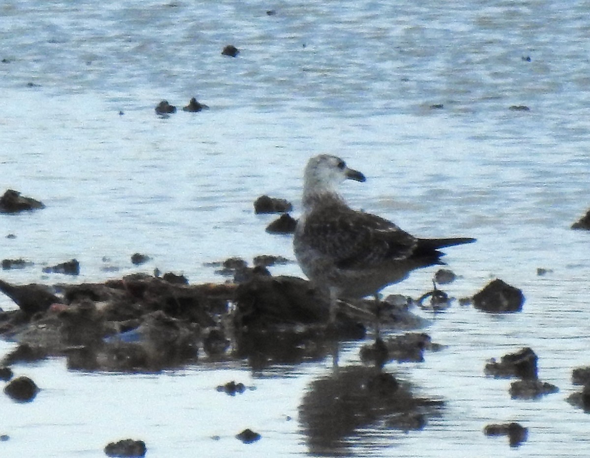 Lesser Black-backed Gull - ML644216651