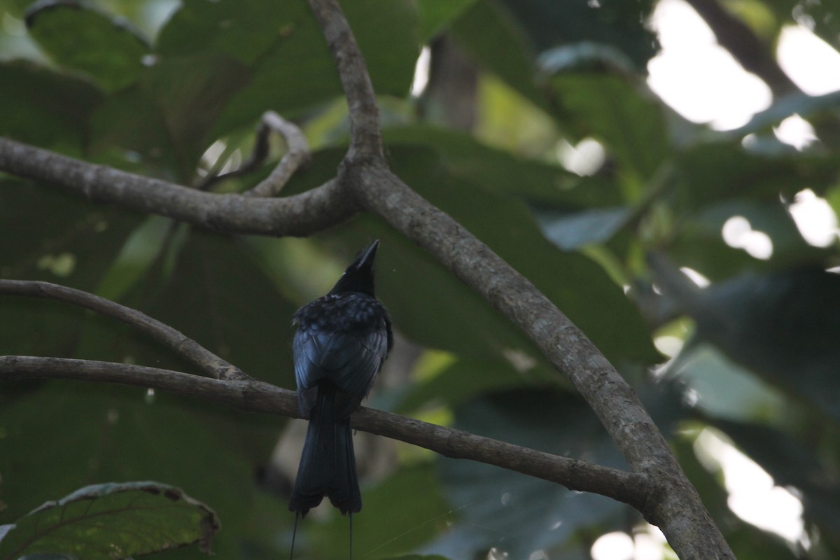 Drongo à raquettes - ML644216654
