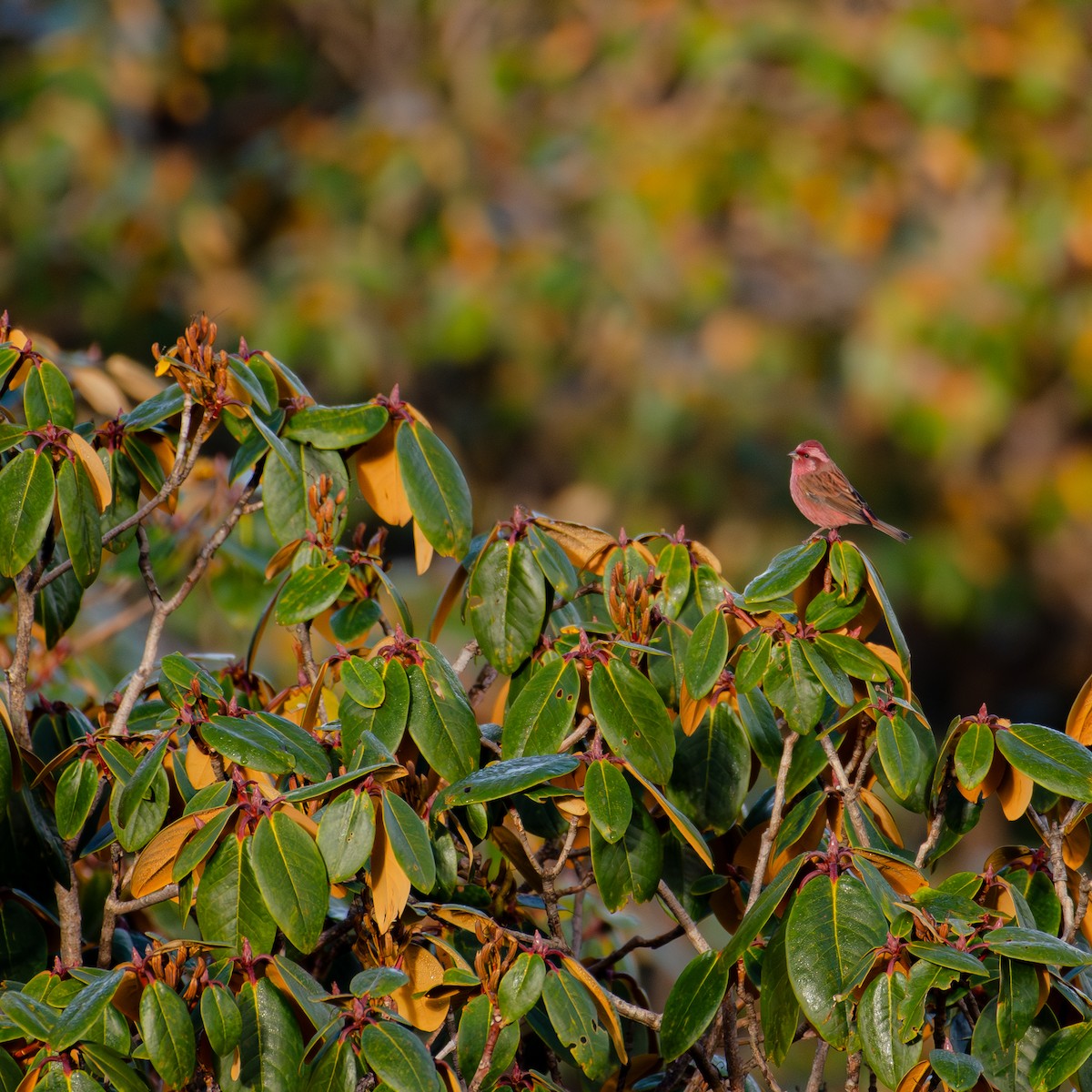Pink-browed Rosefinch - ML644216656