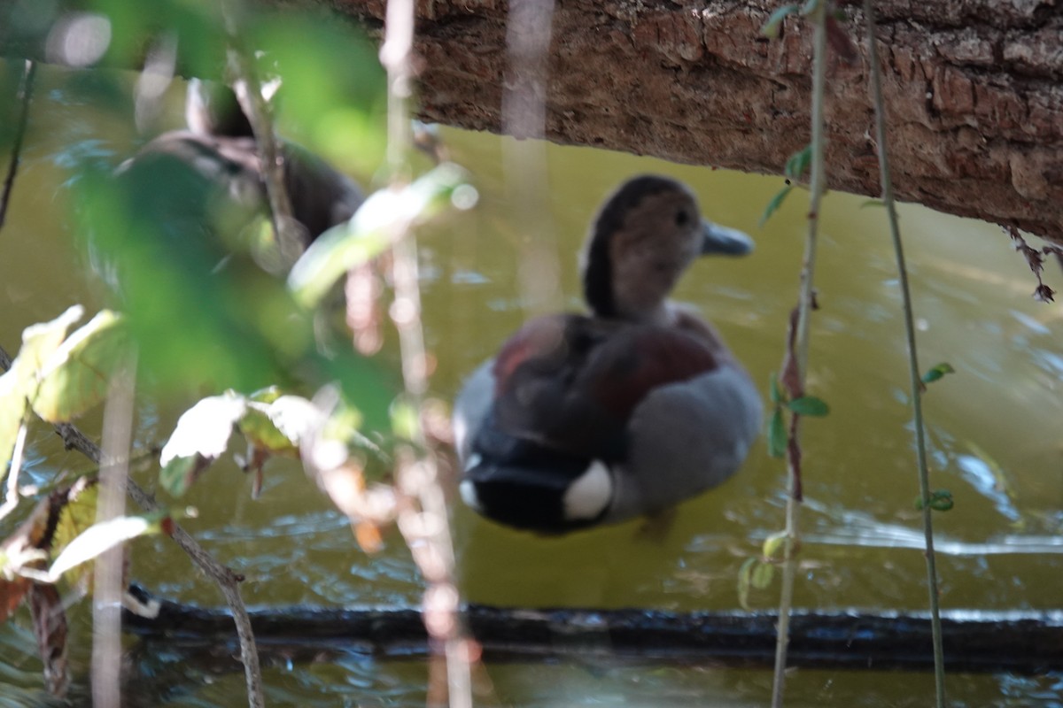 Rotschulterente - ML644216658