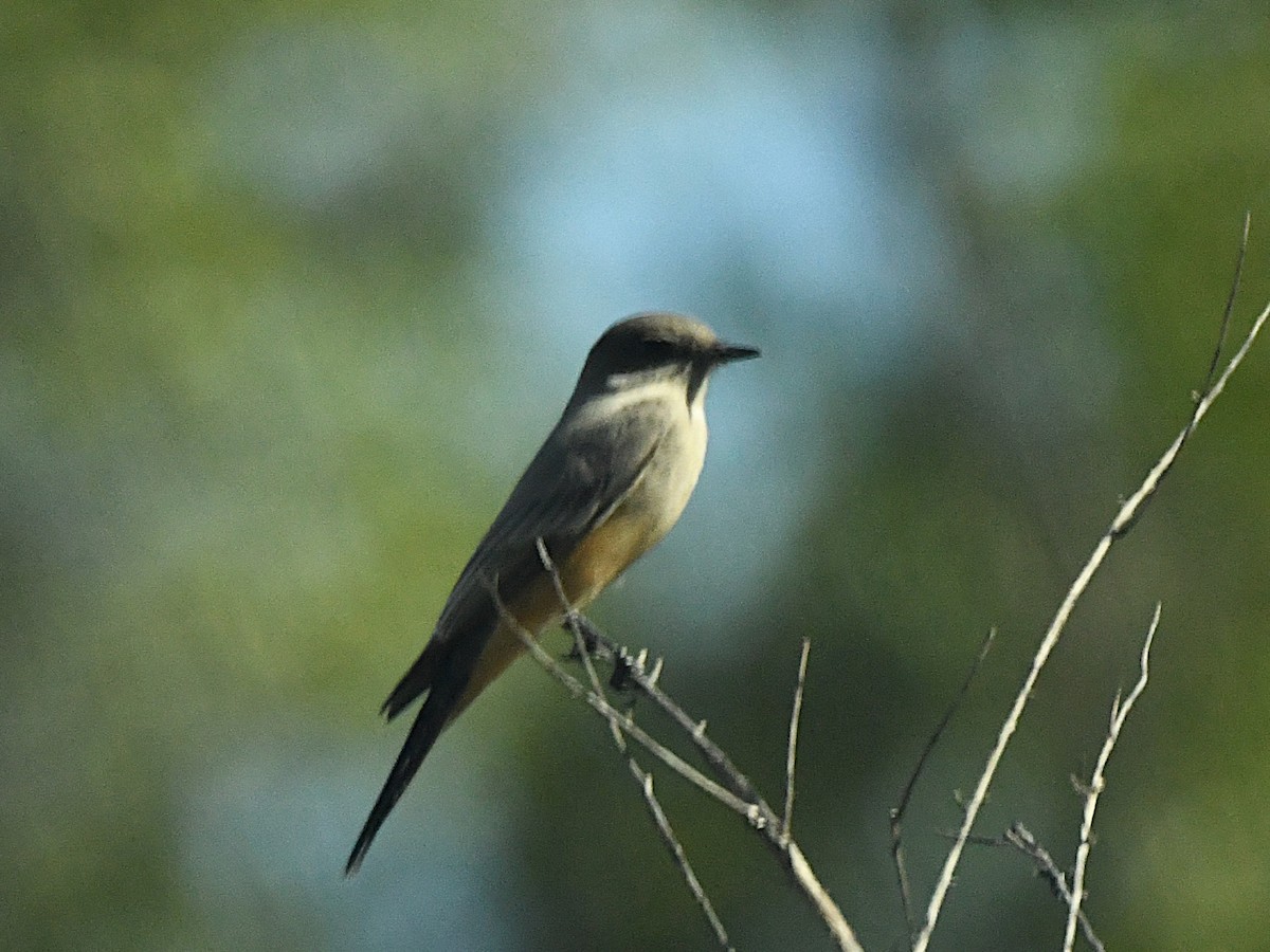 Say's Phoebe - ML644216671