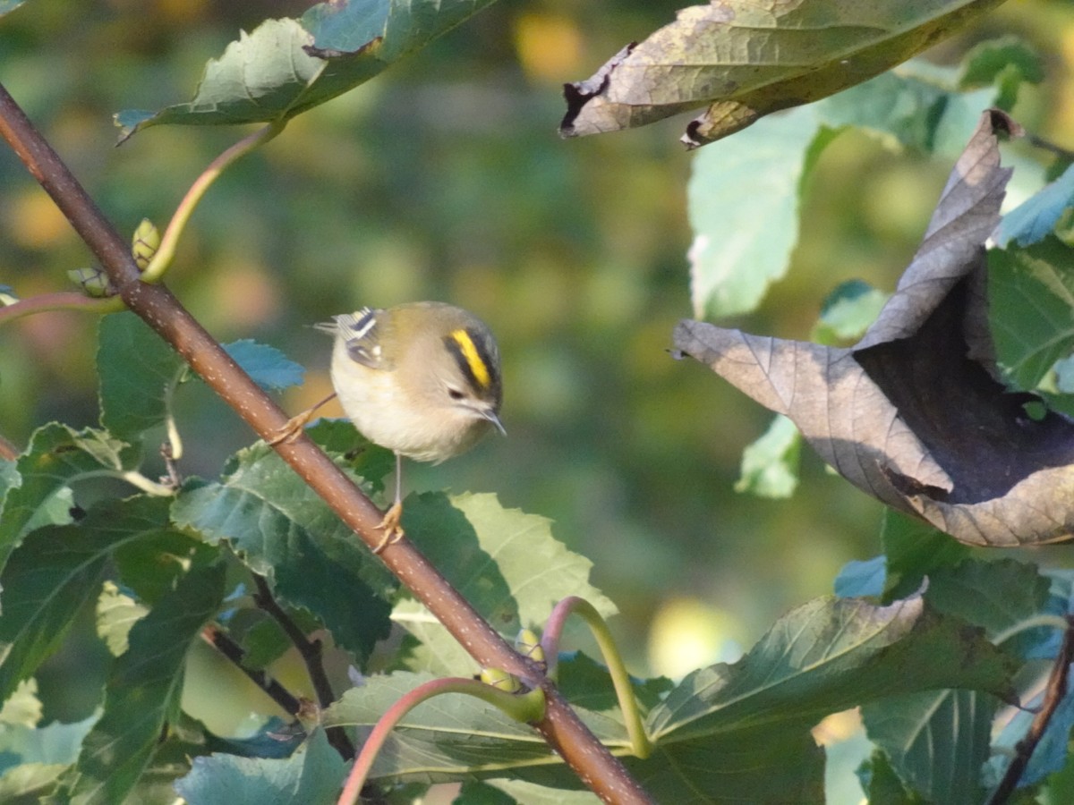 Goldcrest - ML644216689