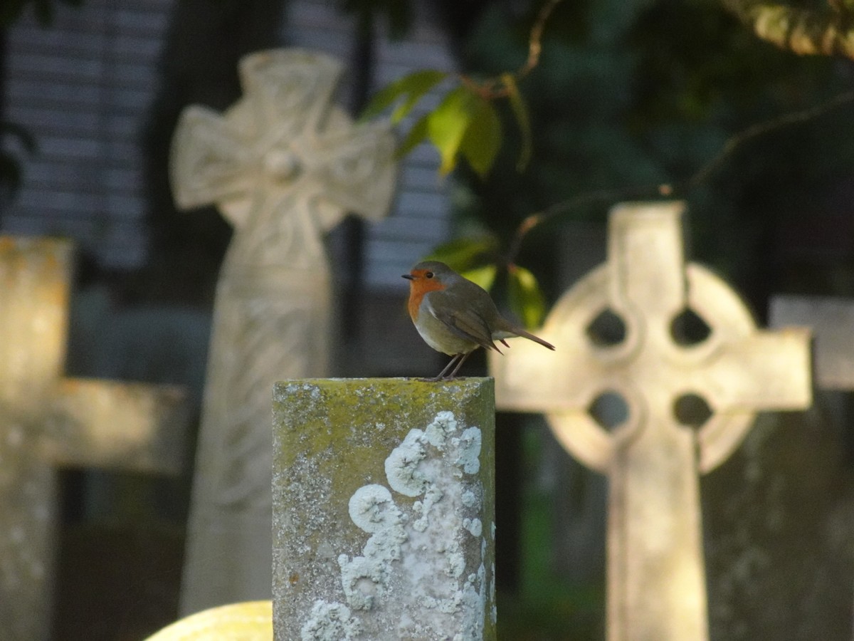 European Robin - ML644216696