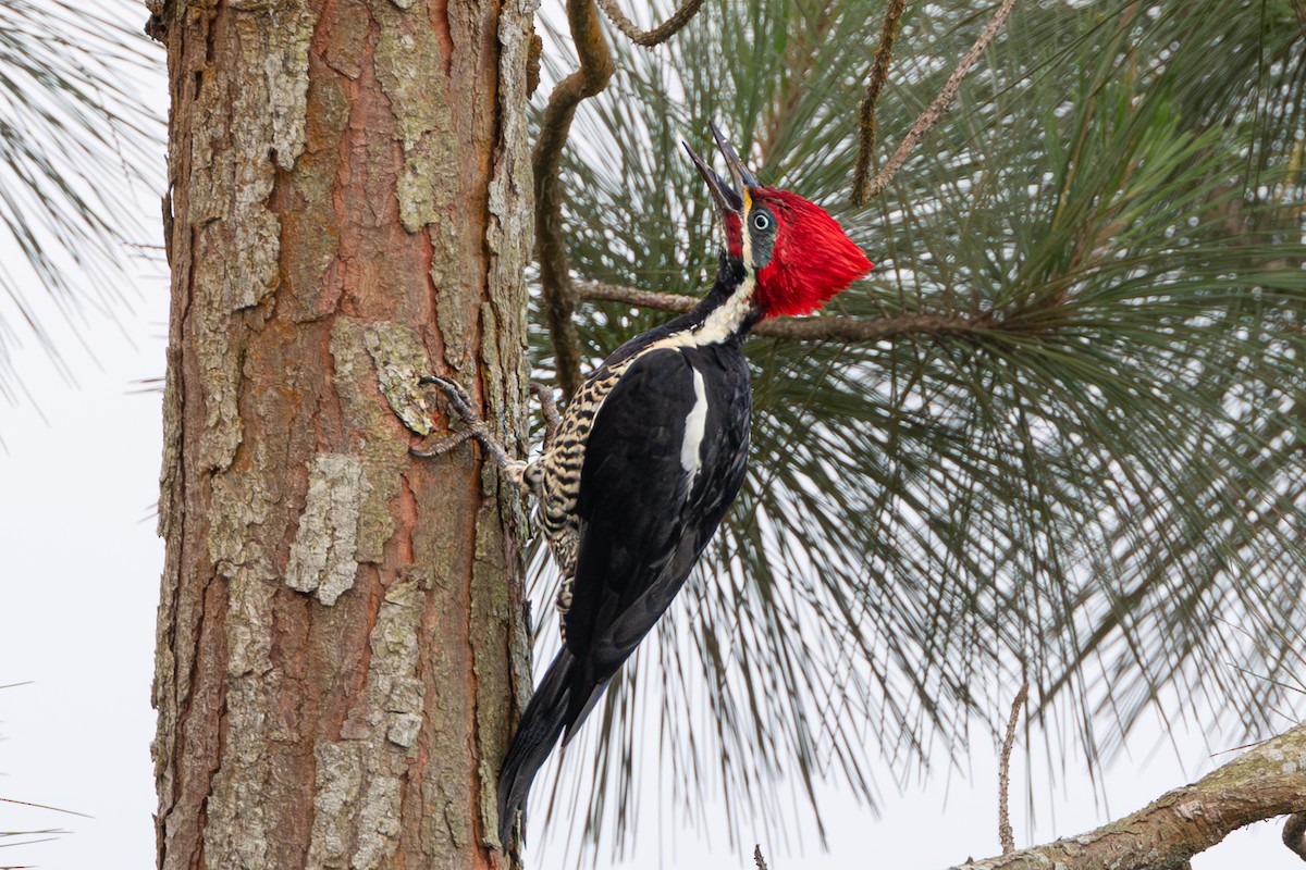 Lineated Woodpecker - ML644216702