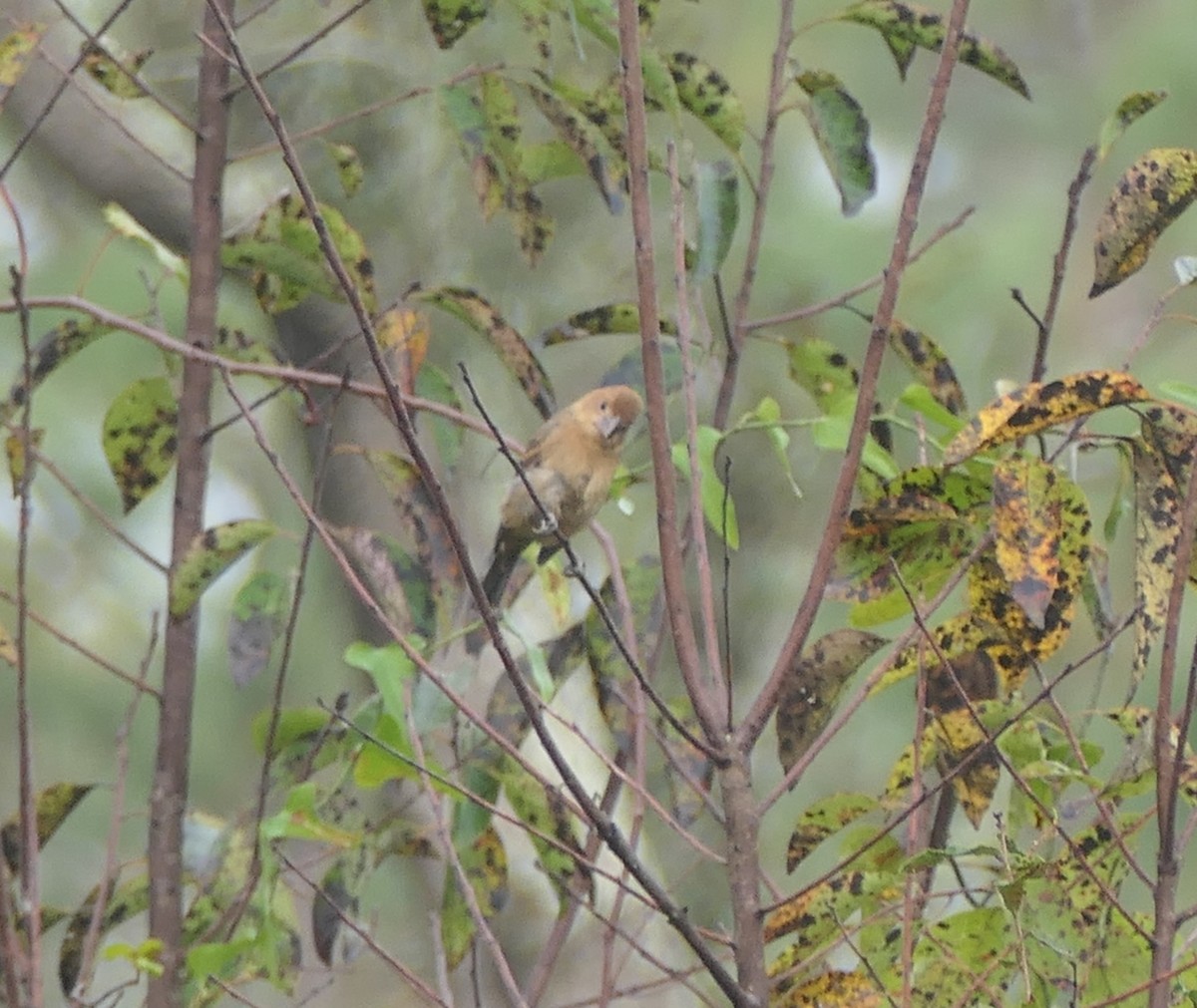 Passerin indigo - ML644216748