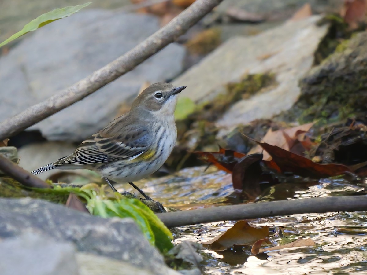 Yellow-rumped Warbler - ML644216774