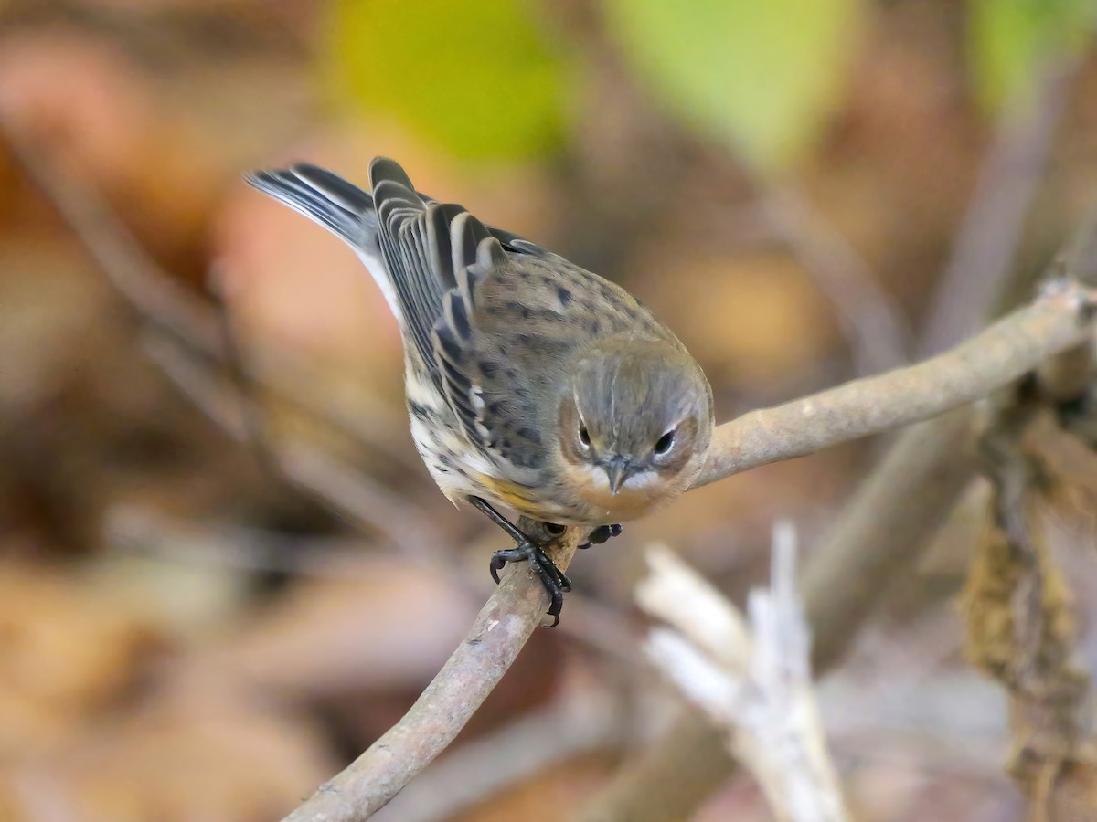 Yellow-rumped Warbler - ML644216775