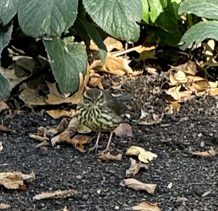 Reinita Charquera Norteña - ML644216782