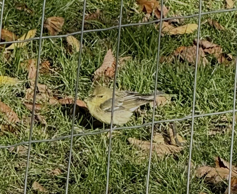 Reinita Estriada - ML644216788