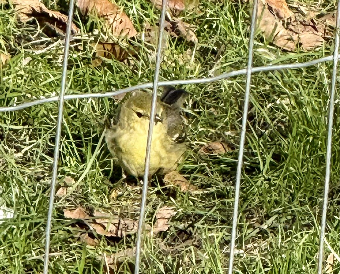 Reinita Estriada - ML644216789