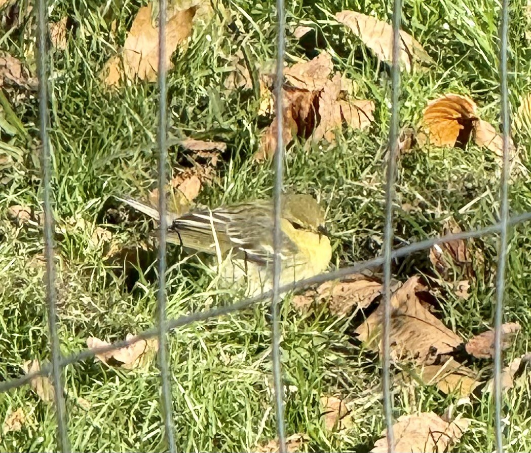 Reinita Estriada - ML644216790