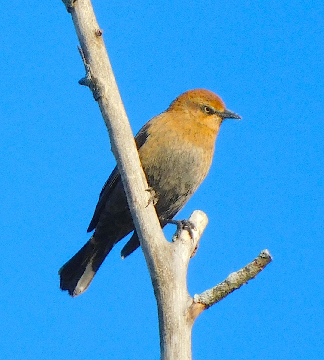 Rusty Blackbird - ML644216797