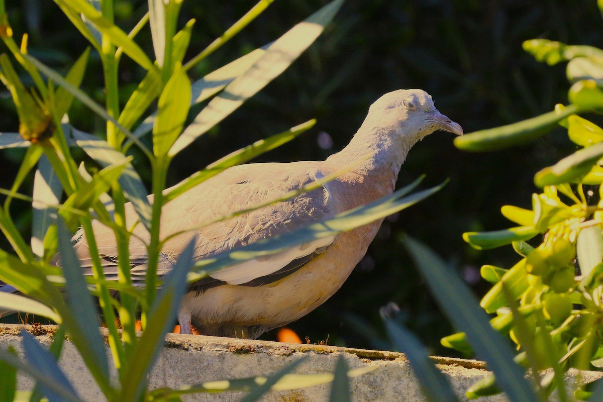 Tahtalı - ML644216847