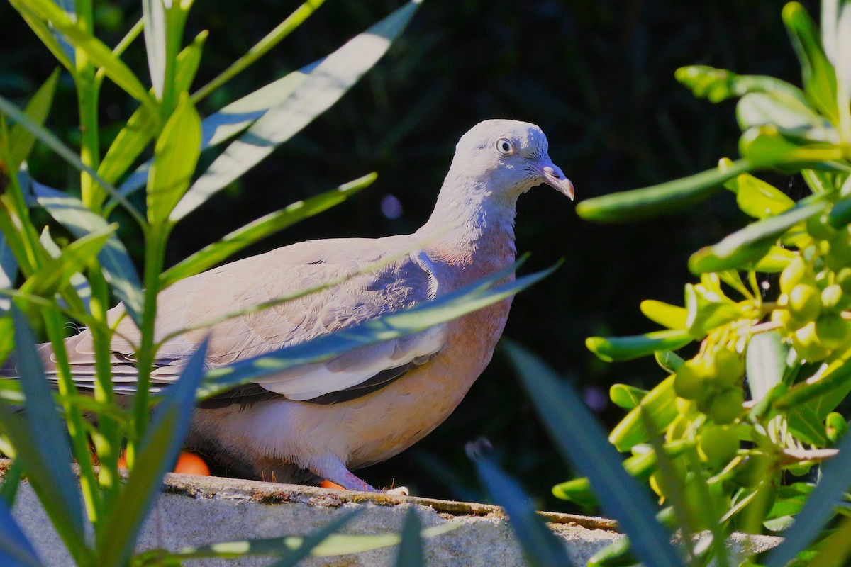 Tahtalı - ML644216848