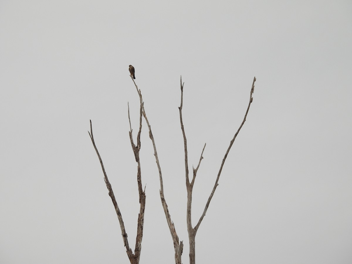 灰背隼 - ML644216849