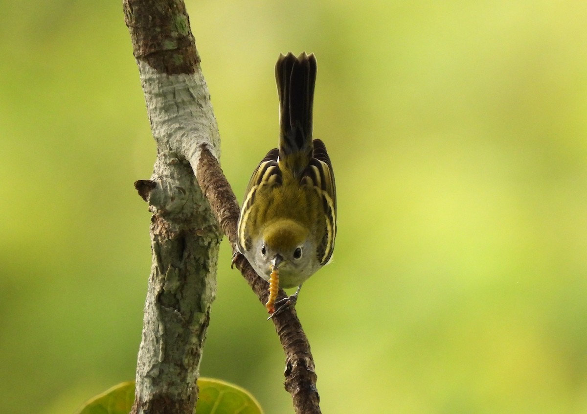 Chestnut-sided Warbler - ML644216865