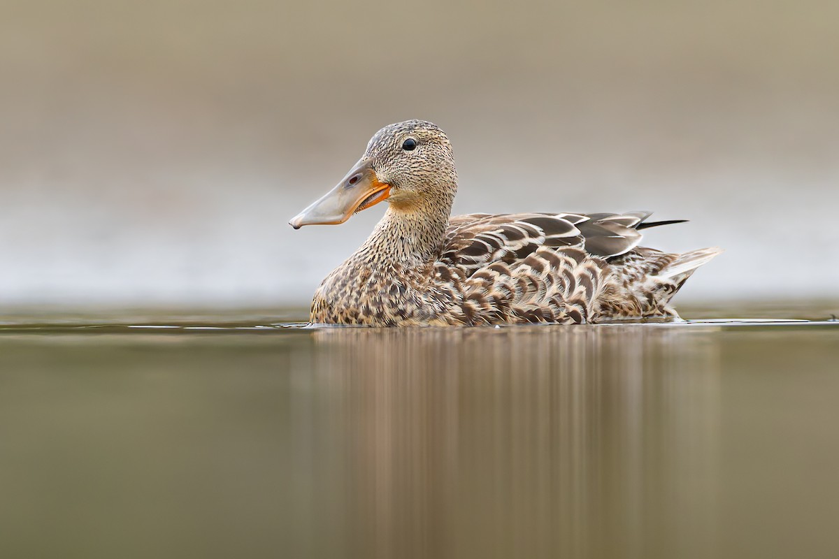 Ahate mokozabal zuria - ML644216866