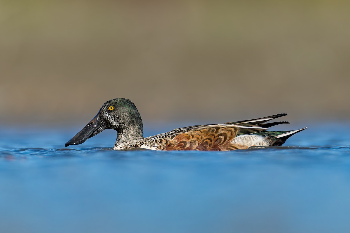 Ahate mokozabal zuria - ML644216867