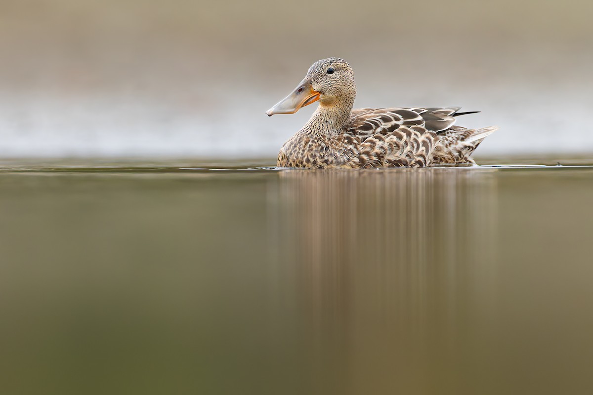 Ahate mokozabal zuria - ML644216868