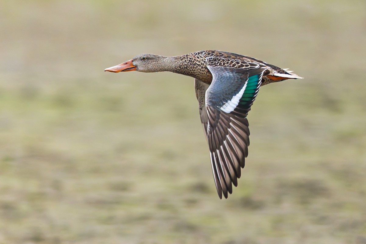 Ahate mokozabal zuria - ML644216869