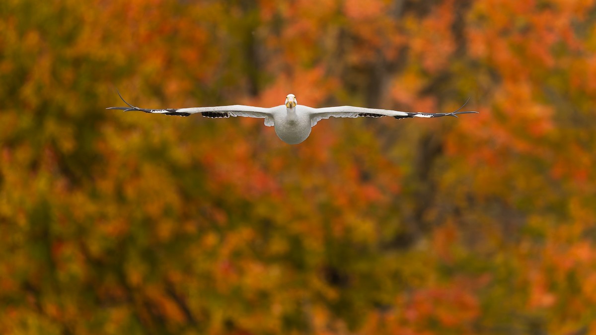 Pelikano zuri amerikarra - ML644216871