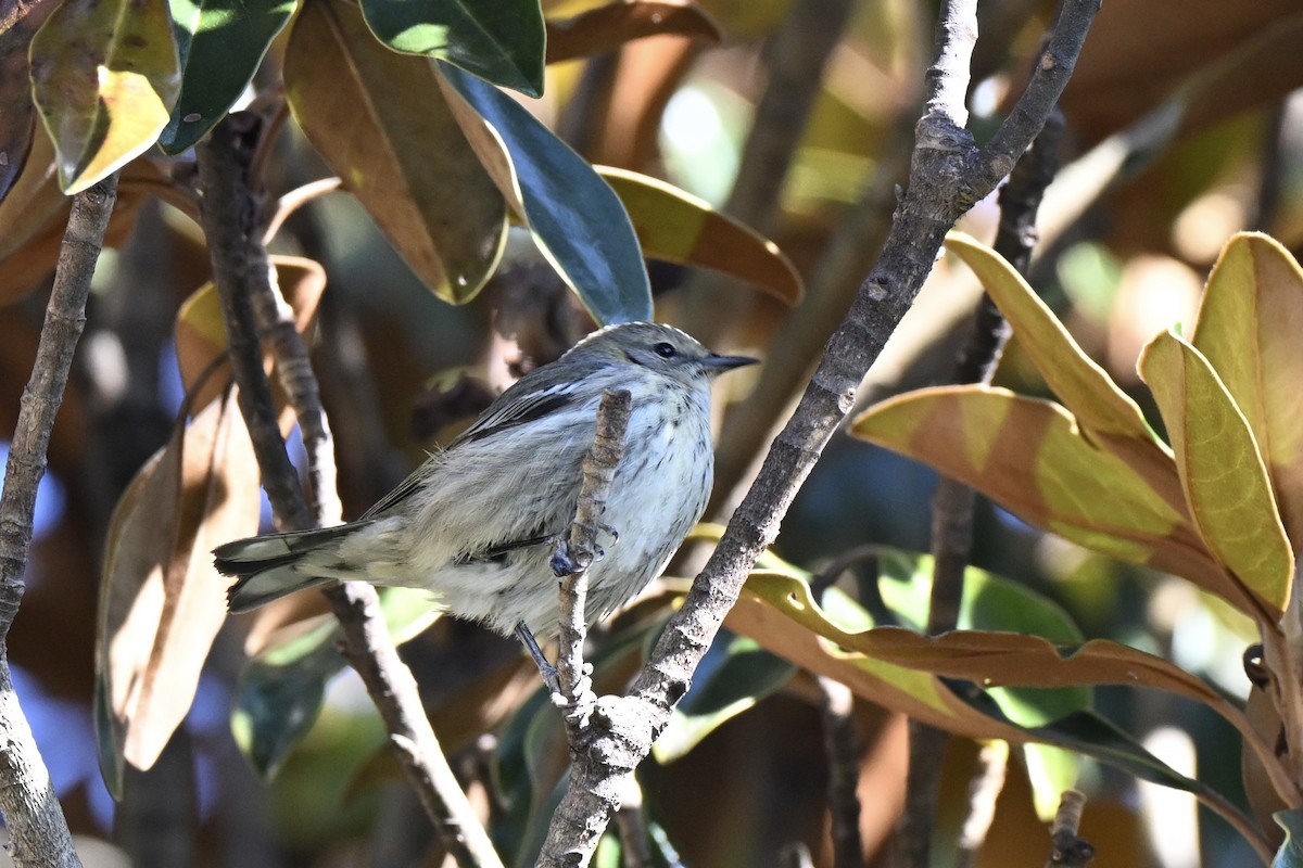 Cape May Warbler - ML644216875