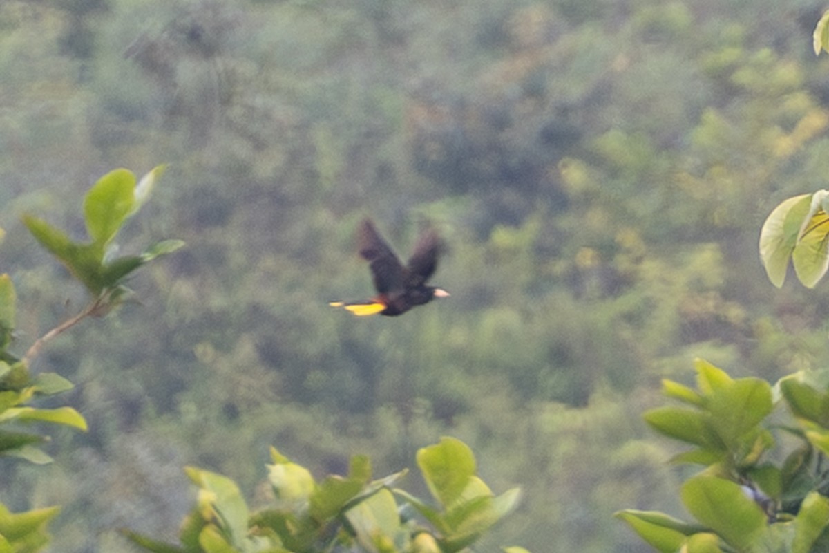 Crested Oropendola - ML644216888