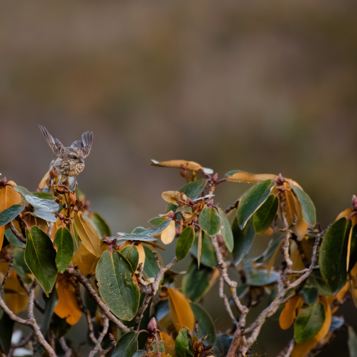 Pink-browed Rosefinch - ML644216905
