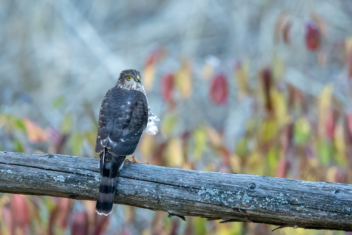 Sharp-shinned Hawk - ML644216906