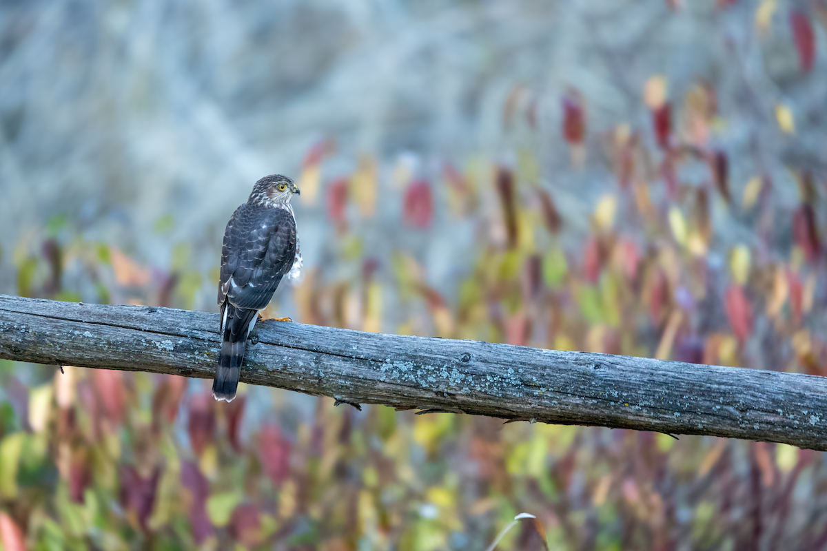 Sharp-shinned Hawk - ML644216907