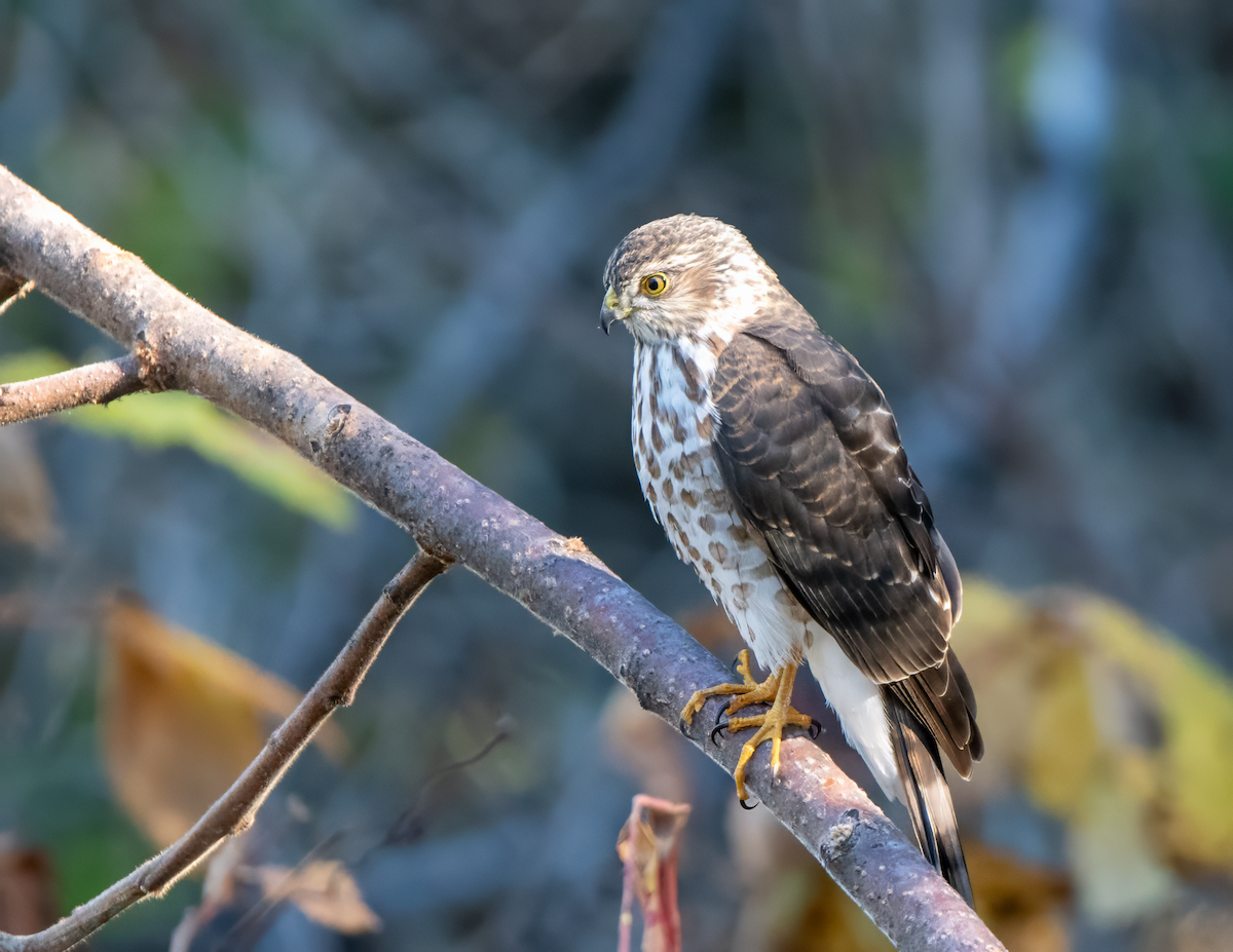Sharp-shinned Hawk - ML644216908