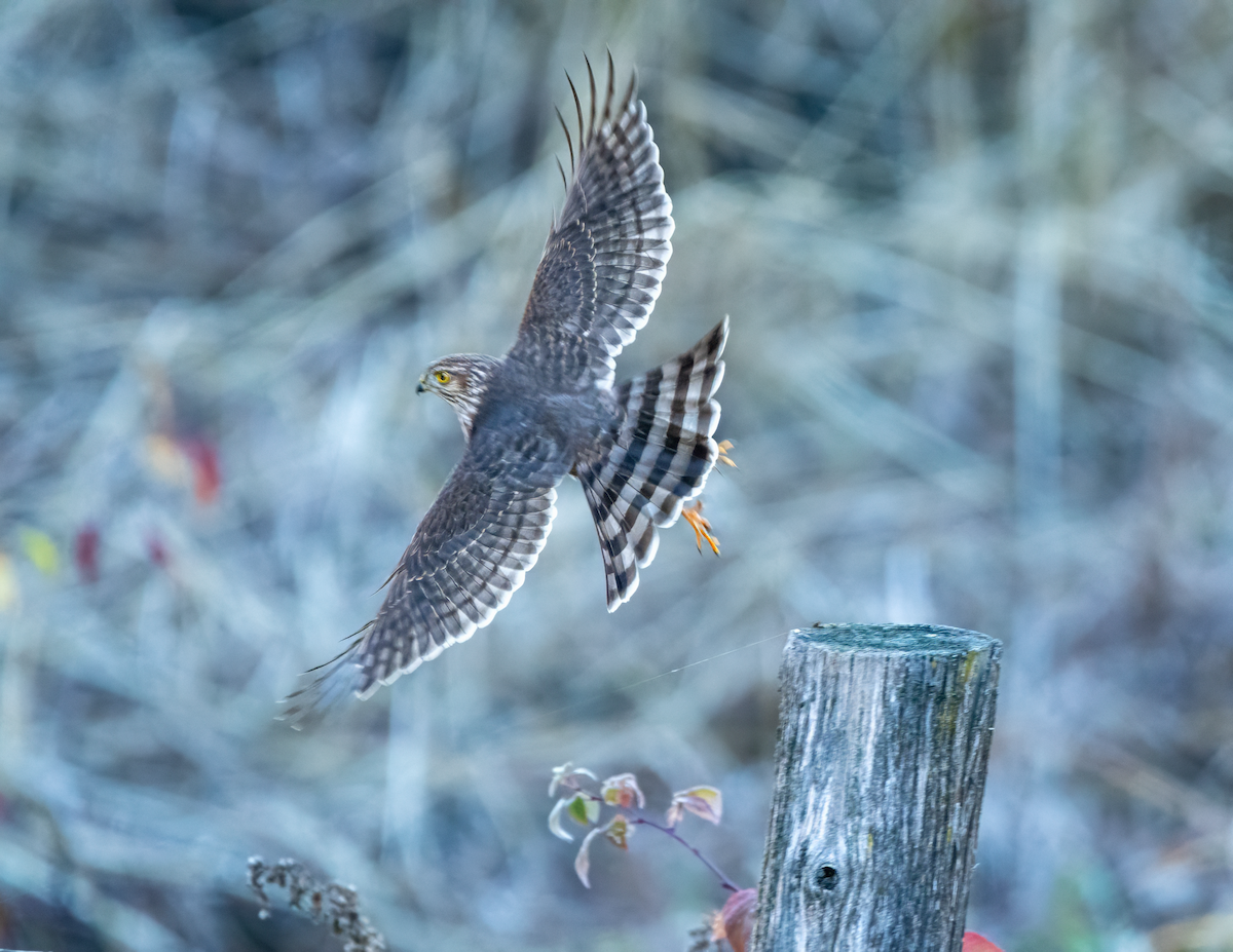 Sharp-shinned Hawk - ML644216909
