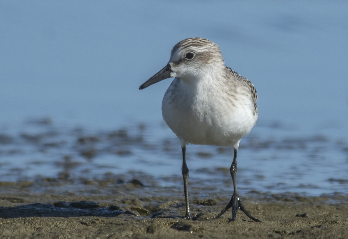 Semipalmated Sandpiper - Jerry Ting