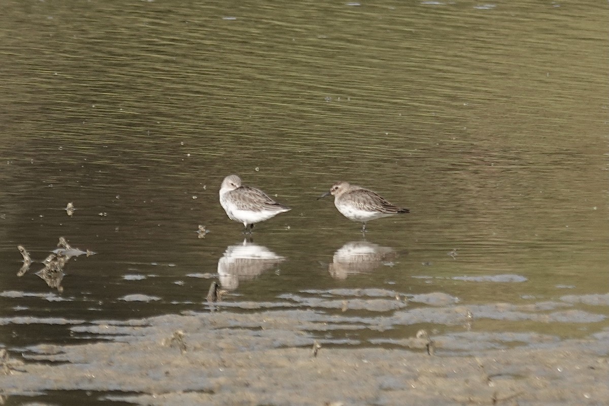 Хар элсэг - ML644216929