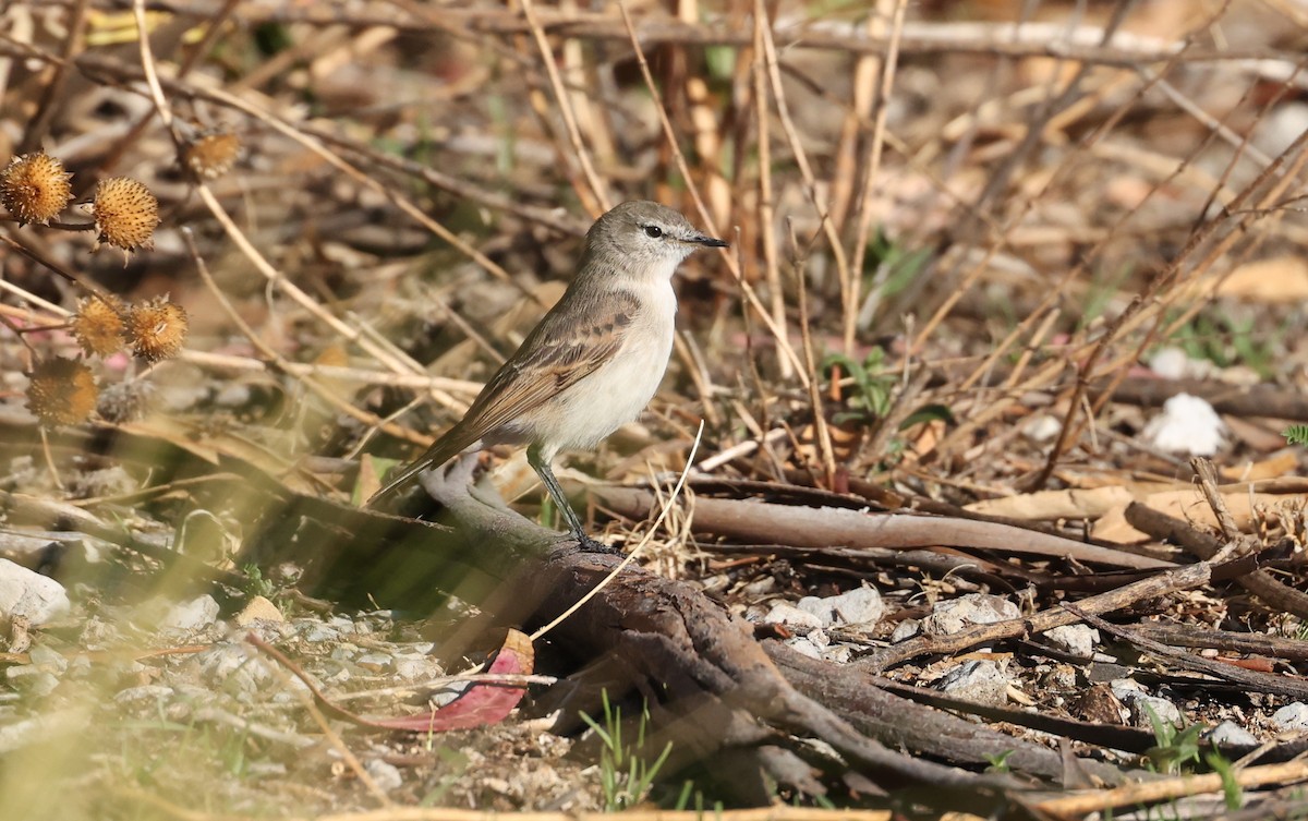 Spot-billed Ground-Tyrant - ML644216931