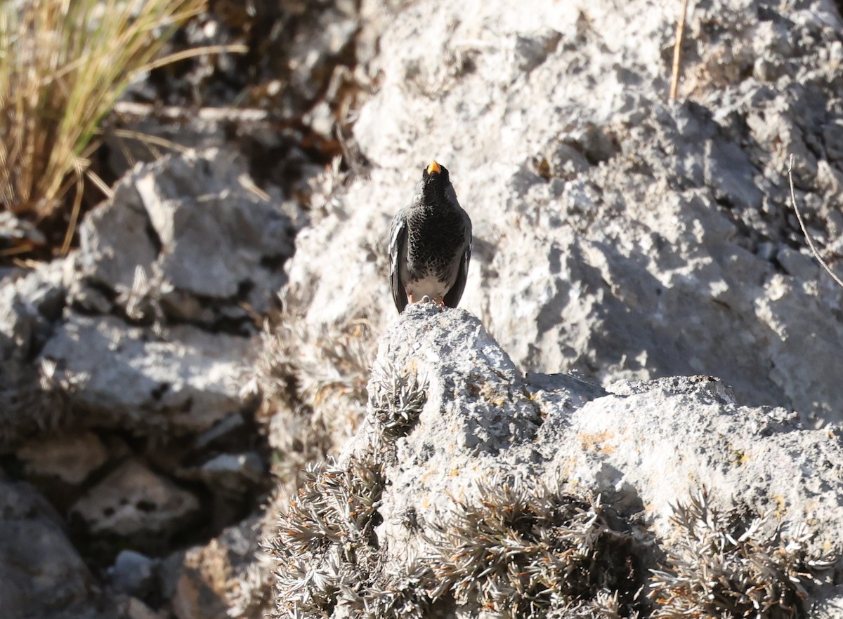 Mourning Sierra Finch - ML644216933