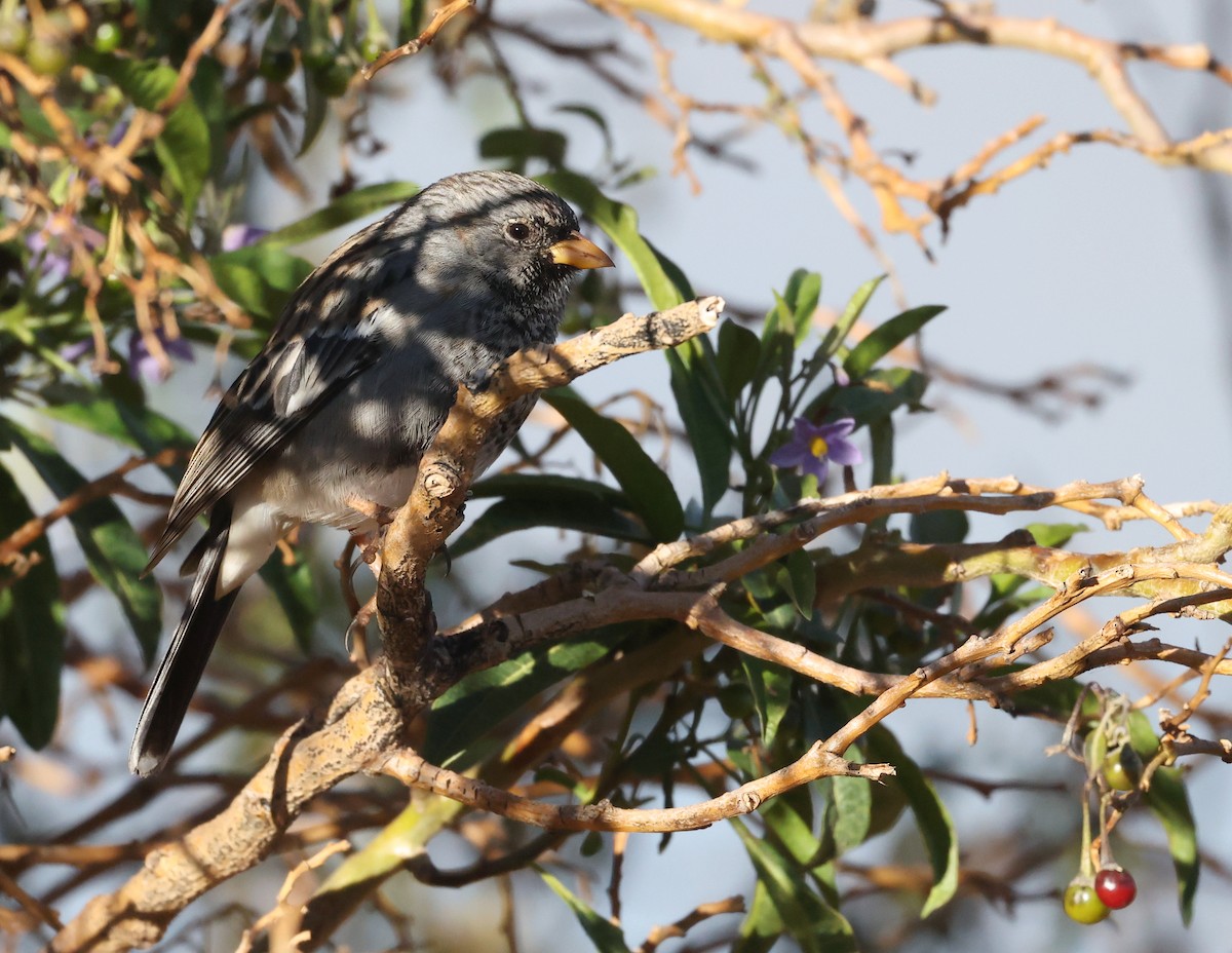 Mourning Sierra Finch - ML644216934